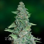 BARNEY’S FARM - Honey B