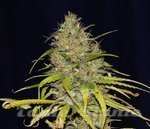 SEEDSMAN - Power Africa x MK Ultra Fast