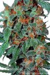 DUTCH PASSION - Orange Bud®