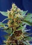 SWEET SEEDS - Cream Mandarine XL Auto
