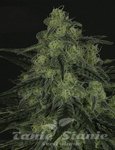 RIPPER SEEDS - Black Valley
