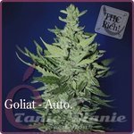 ELITE SEEDS - Goliat Auto