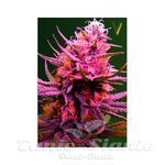 Victory Seeds - Auto Somango