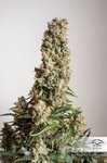 DUTCH PASSION - Auto Orange Bud®