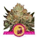 ROYAL QUEEN SEEDS - HulkBerry
