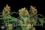 DINAFEM - Blue Hash