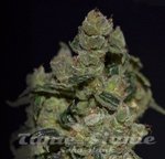 CBD Seeds - Diesel
