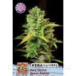 KERA SEEDS - VENICE BEACH AFGHAN