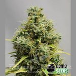 BOMB SEEDS - Big Bomb