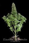 DINAFEM - White Siberian