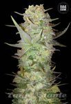 BULK SEED BANK - Auto Dubai Poison