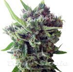 Auto Zamaldelica - ACE SEEDS