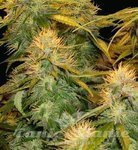 DNA GENETICS - DNA Mix Pack