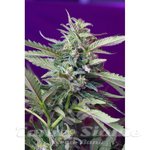 SWEET SEEDS - S.A.D. Auto