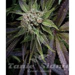 PYRAMID SEEDS - Blue Pyramid