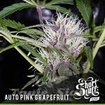 SHORT STUFF SEEDBANK - Auto Pink Grapefruit