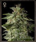 STRAIN HUNTERS - Afgooey
