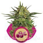 ROYAL QUEEN SEEDS - Haze Berry