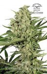 DUTCH PASSION - Dutch Cheese