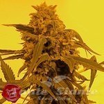 FRENCH TOUCH SEEDS - Guillotine Auto