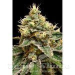 DNA GENETICS - OG LA Affie