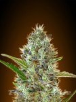ADVANCED SEEDS - Auto Somango