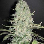 00 SEED BANK - White Widow