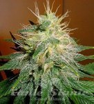 FANTASEEDS - Skunk #1