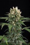 DINAFEM - Blue Thai
