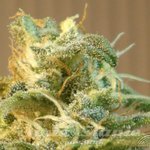 KANNABIA SEED - Power Skunk Auto