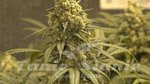 THE CALI CONNECION - Green Crack