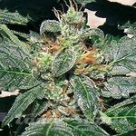 BARNEY’S FARM - Red Diesel