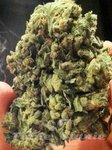 SOMA SEEDS - Sogkush