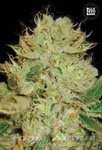 BULK SEED BANK - Auto Bigger Bud