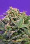 SWEET SEEDS - Sweet Cheese Fast Version