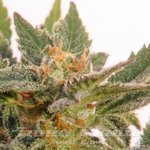 KANNABIA SEED - Kritic-70 Auto