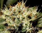CBD Seeds - Yumbolt