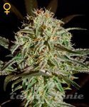GREEN HOUSE SEEDS - A.M.S