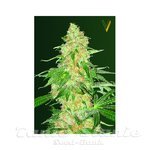 Victory Seeds - Super Skunk