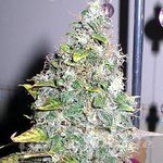 SAGARMATHA - Smurfberry