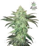 FASTBUDS - Stardawg Auto
