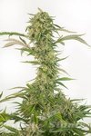 DINAFEM - OG Kush Auto (CBD)
