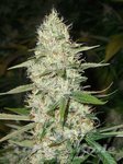 ! CBD Super Silver Haze (ODMIANA MEDYCZNA)