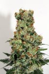 RIPPER SEEDS - Ripper Badazz