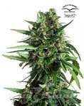 DUTCH PASSION - Auto Taiga#2