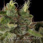 HUMBOLDT SEED - Bubba Kush