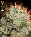 GREEN HOUSE SEEDS - Kaia Kush