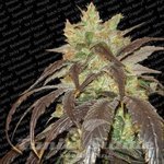 PARADISE SEEDS - Spoetnik #1