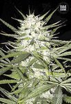 BULK SEED BANK - Early Top Skunk