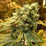NIRVANA - Sativa's Sour Diesel